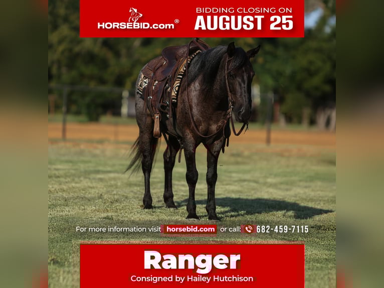Quarter Pony Wallach 12 Jahre 142 cm Roan-Blue in Joshua, TX