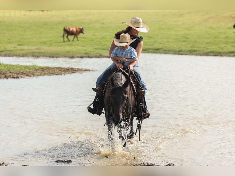 Quarter Pony Wallach 12 Jahre 142 cm Roan-Blue in Joshua, TX