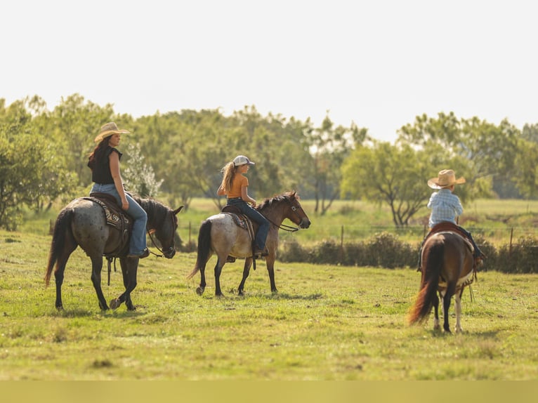 Quarter Pony Wallach 12 Jahre 142 cm Roan-Blue in Joshua, TX