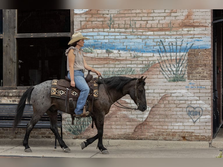 Quarter Pony Wallach 12 Jahre 142 cm Roan-Blue in Joshua, TX
