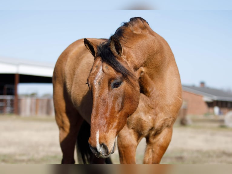 Quarter Pony Wallach 12 Jahre 145 cm Falbe in Ravenna, TX