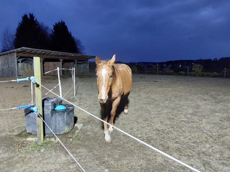 Quarter Pony Wallach 12 Jahre 158 cm in Rotenhain Todtenberg