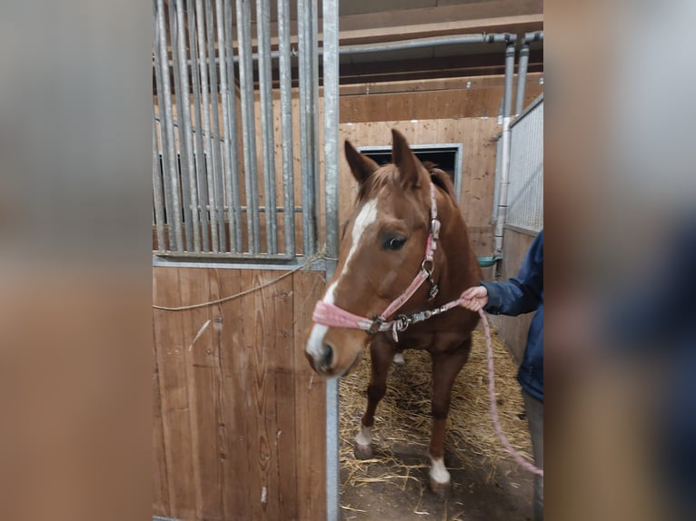 Quarter Pony Wallach 12 Jahre 158 cm in Rotenhain Todtenberg