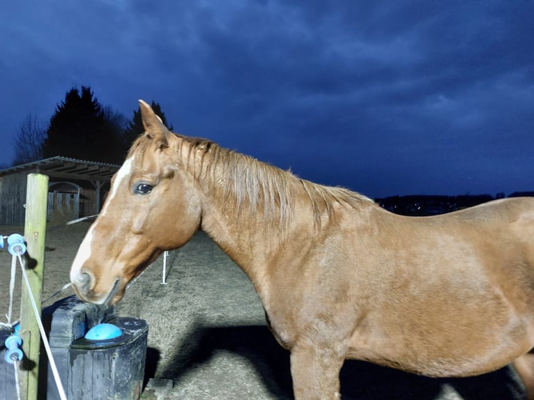 Quarter Pony Wallach 12 Jahre 158 cm in Rotenhain Todtenberg