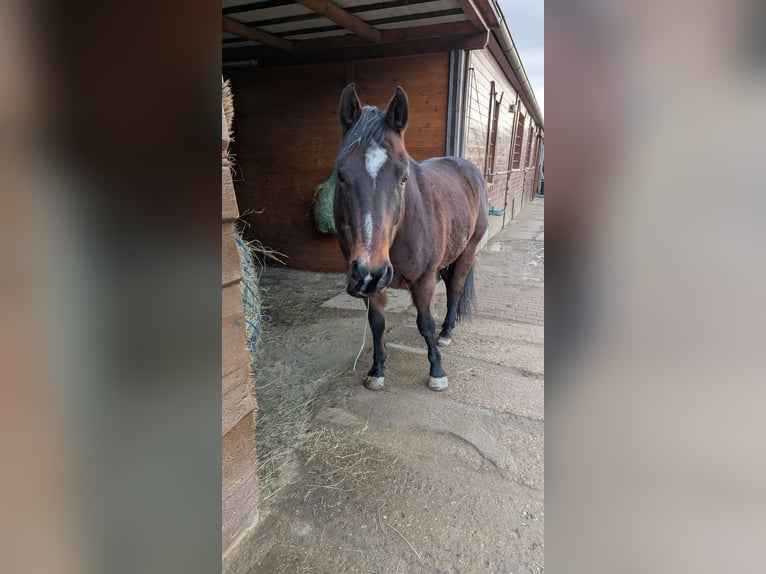 Quarter Pony Wallach 12 Jahre 160 cm Brauner in Timmenrode