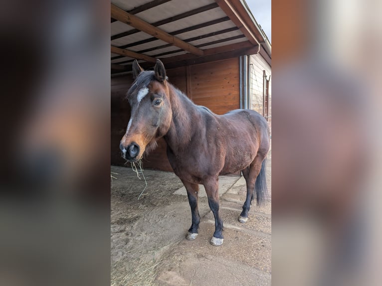 Quarter Pony Wallach 12 Jahre 160 cm Brauner in Timmenrode