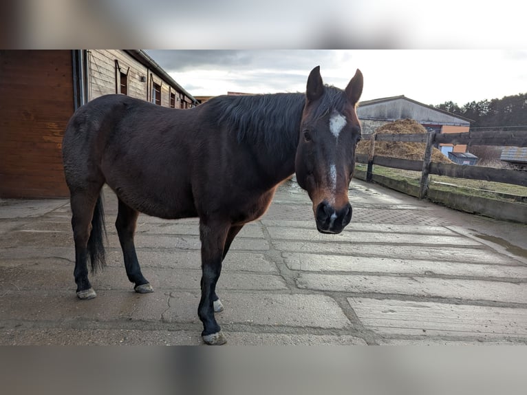 Quarter Pony Wallach 12 Jahre 160 cm Brauner in Timmenrode