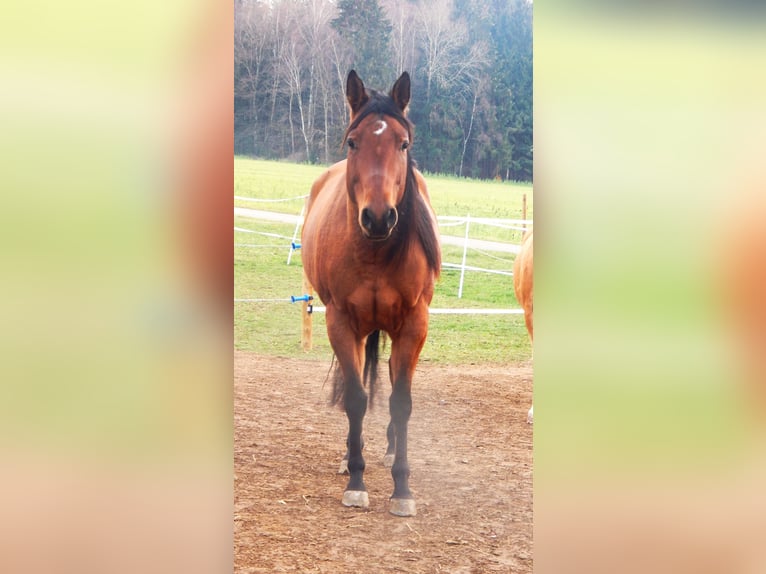 Quarter Pony Wallach 12 Jahre Brauner in Waldmünchen