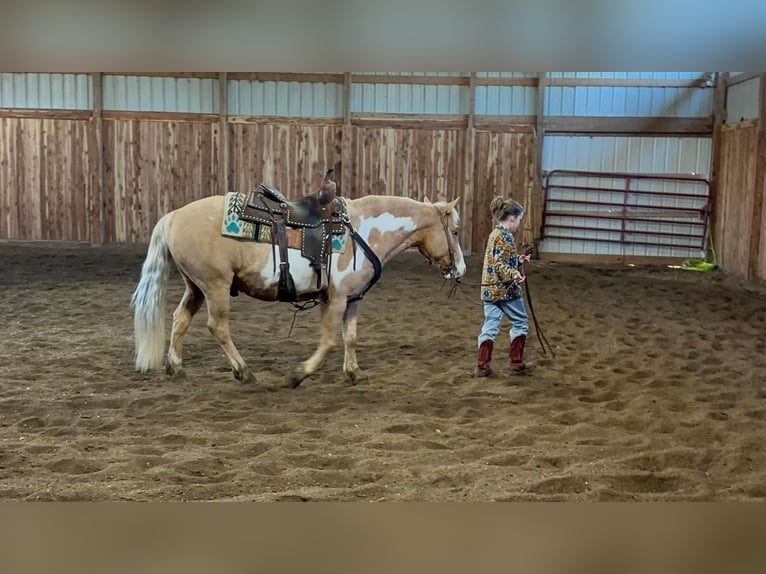 Quarter Pony Wallach 12 Jahre Palomino in Valley Springs, SD