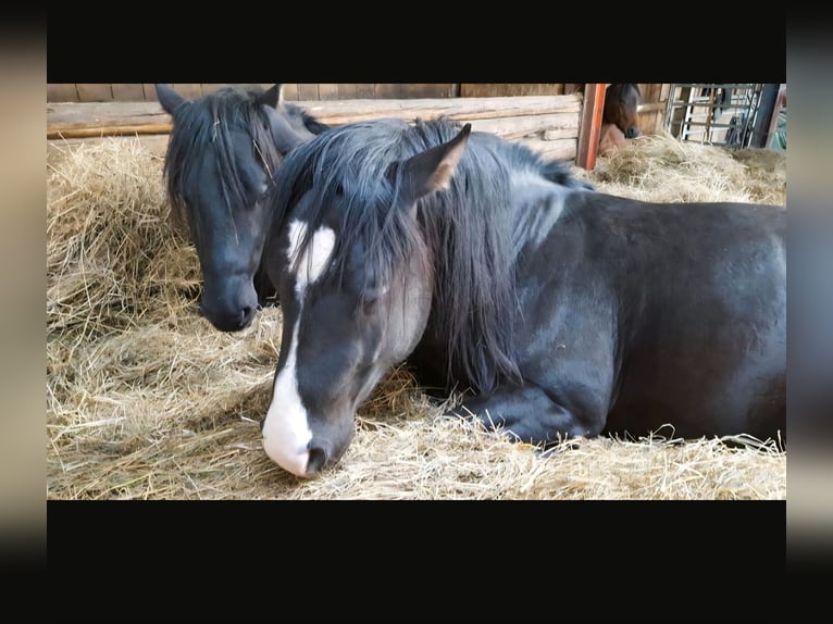 Quarter Pony Mix Wallach 12 Jahre Rappe in Metzingen
