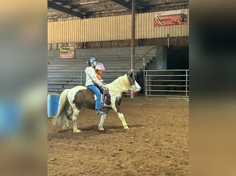 Quarter Pony Wallach 13 Jahre 132 cm in Carthage, TX