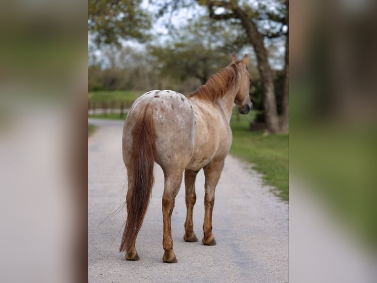 Quarter Pony Wallach 13 Jahre 137 cm Red Dun in Lipan, TX
