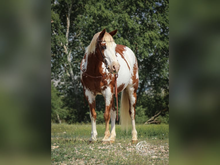 Quarter Pony Wallach 13 Jahre 137 cm Rotfuchs in Cody