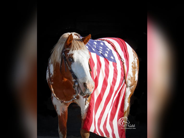 Quarter Pony Wallach 13 Jahre 137 cm Rotfuchs in Cody