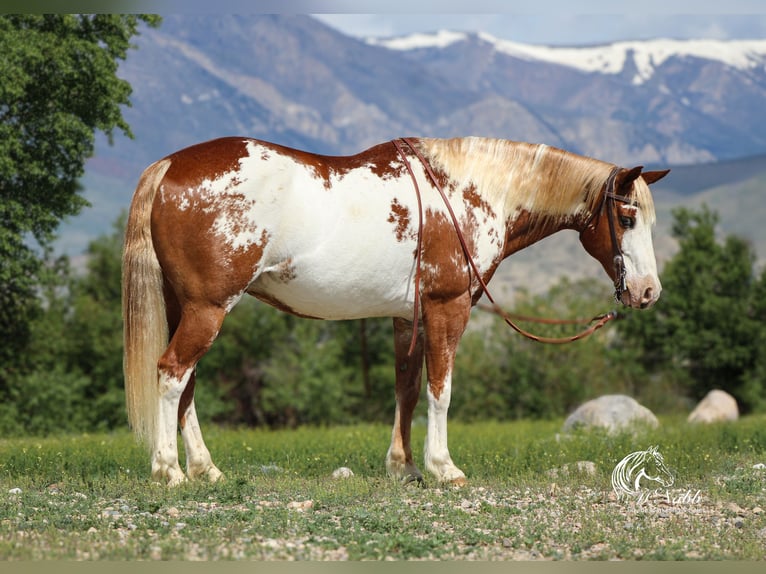 Quarter Pony Wallach 13 Jahre 137 cm Rotfuchs in Cody