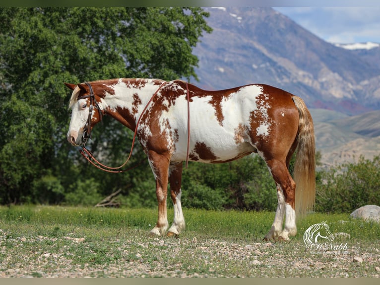 Quarter Pony Wallach 13 Jahre 137 cm Rotfuchs in Cody