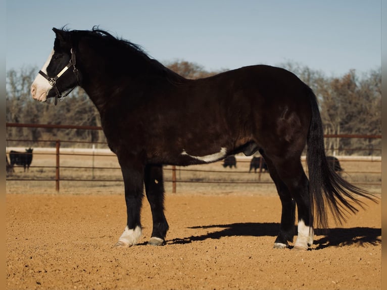 Quarter Pony Wallach 13 Jahre 140 cm Rappe in Cisco