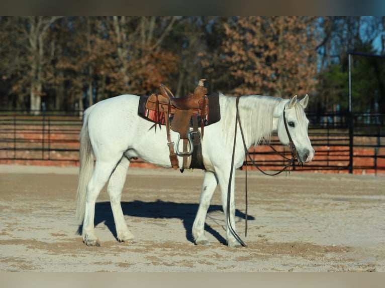 Quarter Pony Wallach 13 Jahre 140 cm Schimmel in Purdy