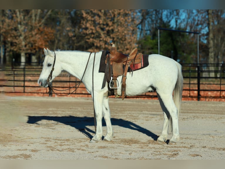 Quarter Pony Wallach 13 Jahre 140 cm Schimmel in Purdy