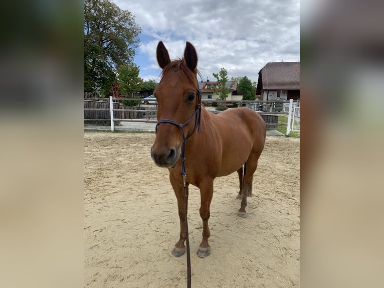 Quarter Pony Wallach 13 Jahre 143 cm Rotbrauner in Freistadt