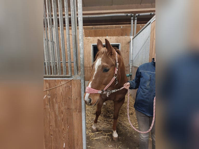 Quarter Pony Wallach 13 Jahre 158 cm in Rotenhain Todtenberg