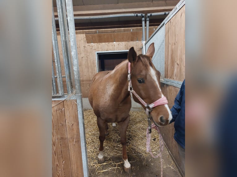 Quarter Pony Wallach 13 Jahre 158 cm in Rotenhain Todtenberg