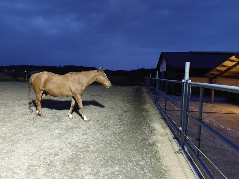 Quarter Pony Wallach 13 Jahre 158 cm in Rotenhain Todtenberg