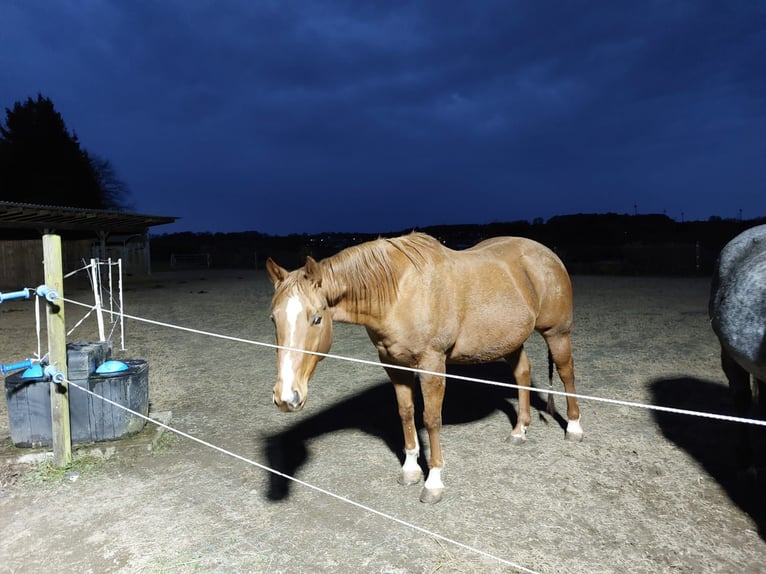 Quarter Pony Wallach 13 Jahre 158 cm in Rotenhain Todtenberg