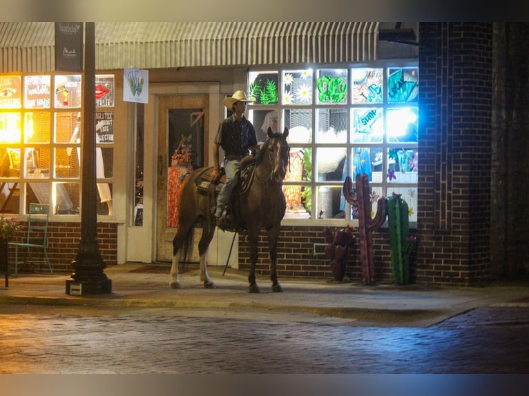 Quarter Pony Wallach 13 Jahre Roan-Bay in RUSK, TX