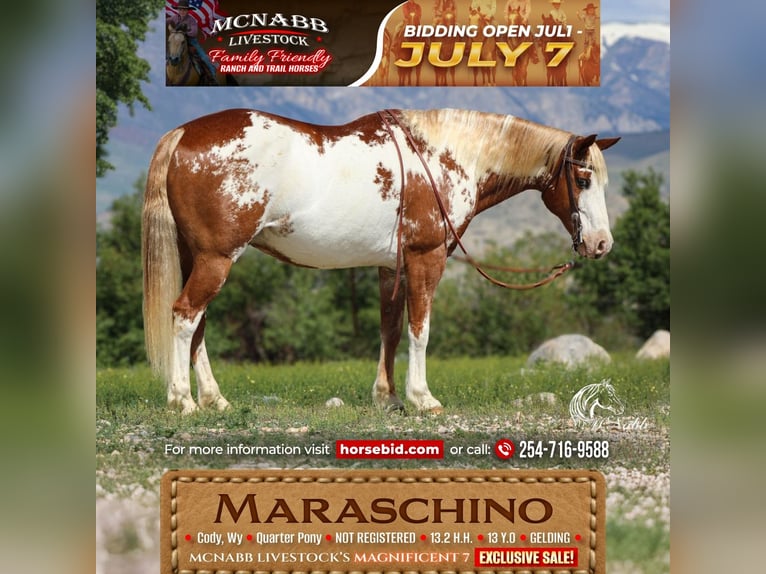 Quarter Pony Wallach 13 Jahre Rotfuchs in Cody