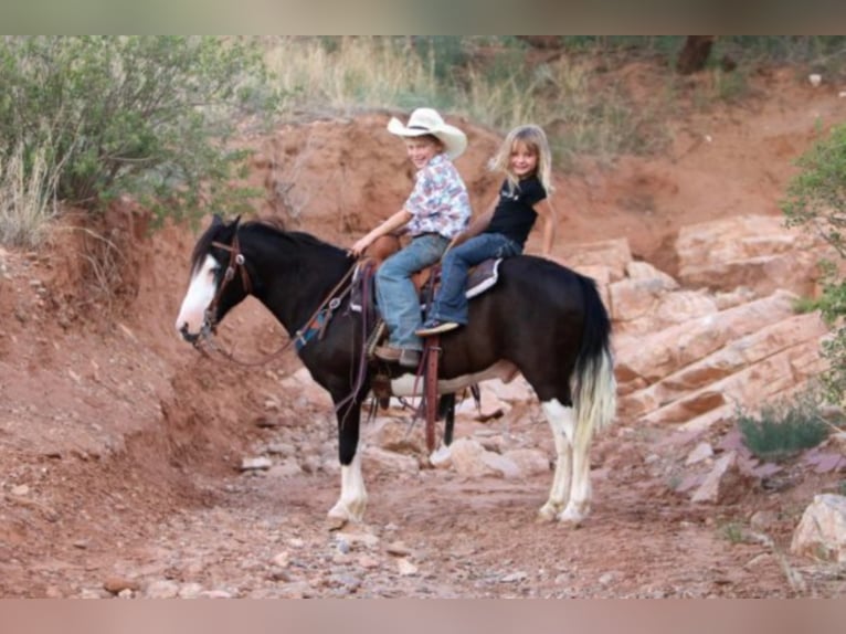 Quarter Pony Wallach 14 Jahre 127 cm Rappe in Canyon TX