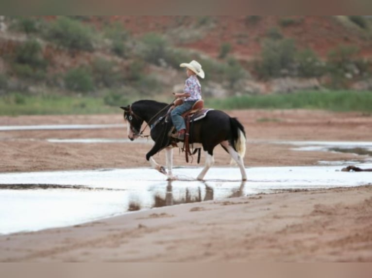 Quarter Pony Wallach 14 Jahre 127 cm Rappe in Canyon TX
