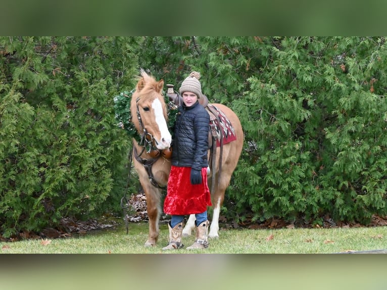 Quarter Pony Wallach 14 Jahre 127 cm Red Dun in Millersburg