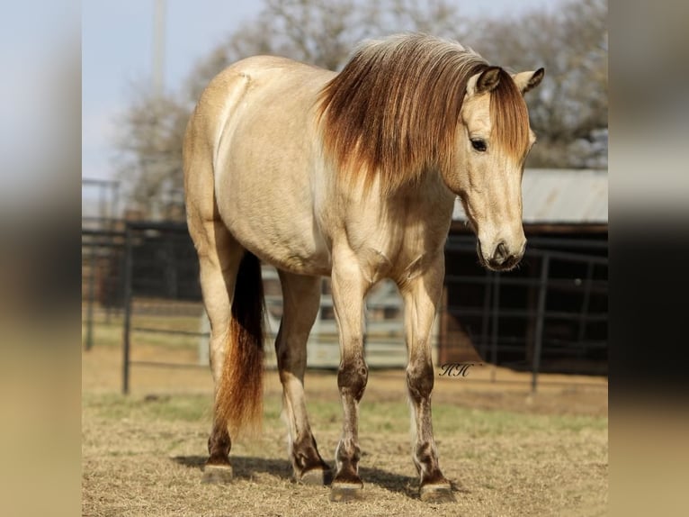 Quarter Pony Wallach 14 Jahre 132 cm Buckskin in Joshua, TX