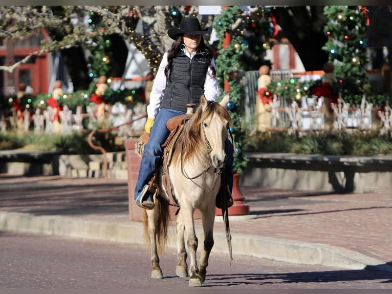Quarter Pony Wallach 14 Jahre 132 cm Buckskin in Joshua, TX
