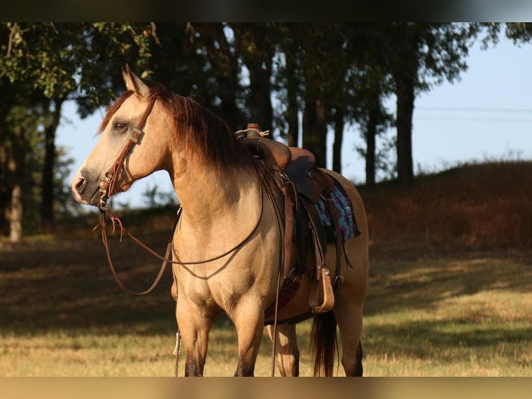 Quarter Pony Wallach 14 Jahre 140 cm Buckskin in Stephenville, TX