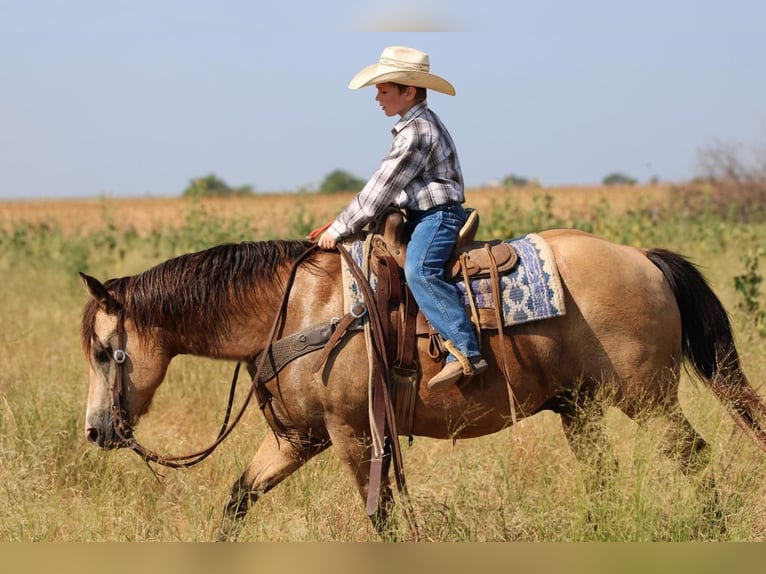 Quarter Pony Wallach 14 Jahre 140 cm Buckskin in Stephenville, TX