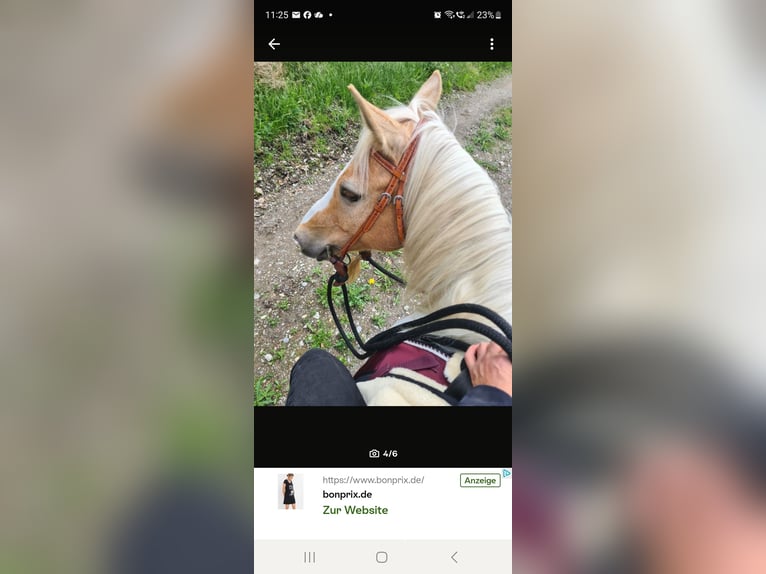 Quarter Pony Wallach 14 Jahre 140 cm Schecke in Horgau