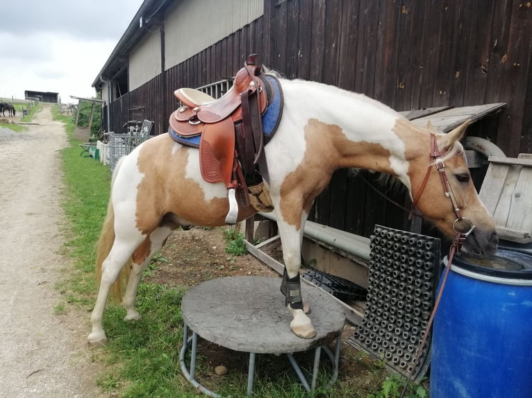 Quarter Pony Wallach 14 Jahre 140 cm Schecke in Horgau