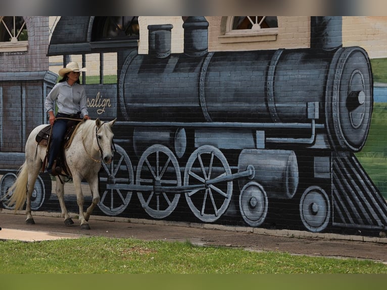 Quarter Pony Wallach 14 Jahre 142 cm Schimmel in Joshua