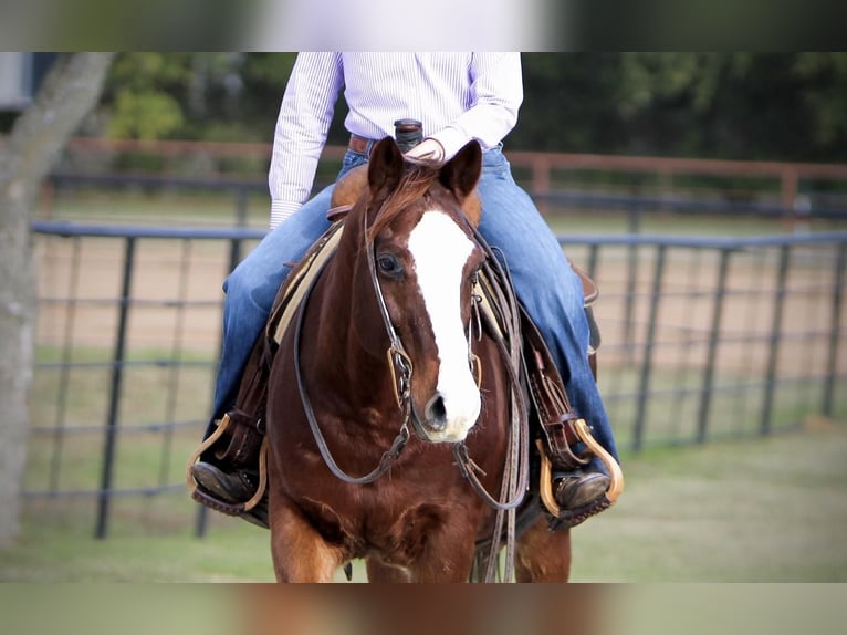 Quarter Pony Wallach 14 Jahre 147 cm Rotfuchs in Joshua, TX
