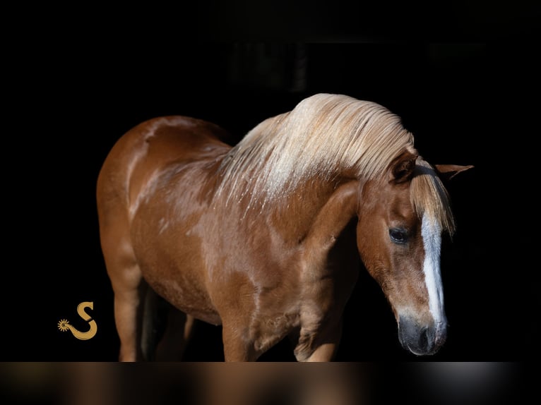 Quarter Pony Wallach 15 Jahre 127 cm Rotfuchs in Bogard, MO