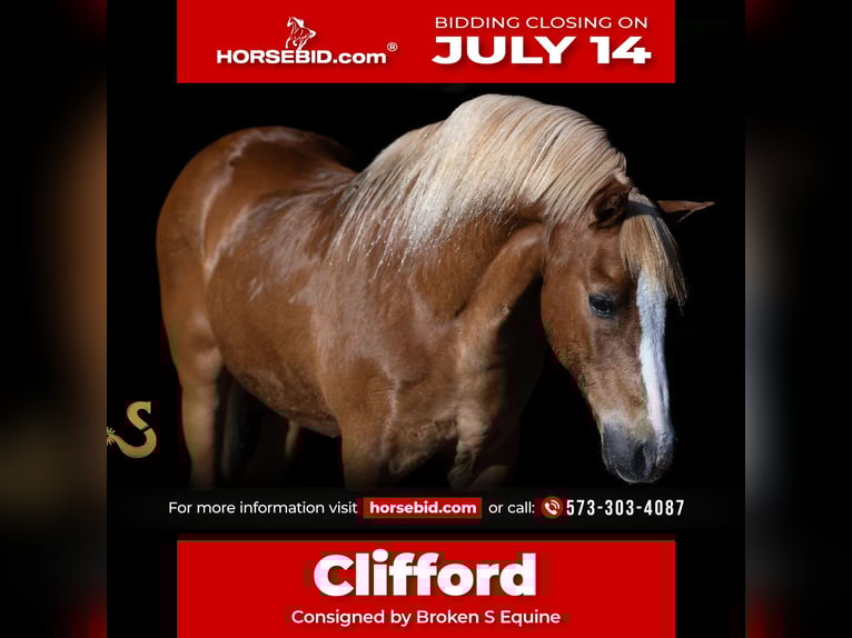Quarter Pony Wallach 15 Jahre 127 cm Rotfuchs in Bogard, MO