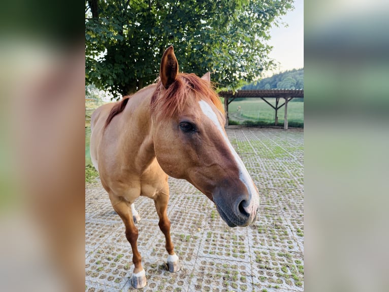 Quarter Pony Wallach 15 Jahre 147 cm Red Dun in Modautal