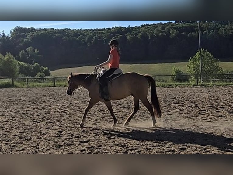 Quarter Pony Wallach 15 Jahre 147 cm Red Dun in Modautal