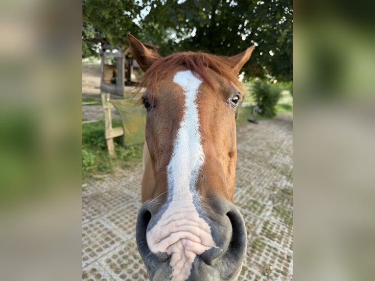 Quarter Pony Wallach 15 Jahre 147 cm Red Dun in Modautal