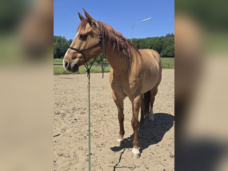 Quarter Pony Wallach 15 Jahre 147 cm Red Dun in Modautal