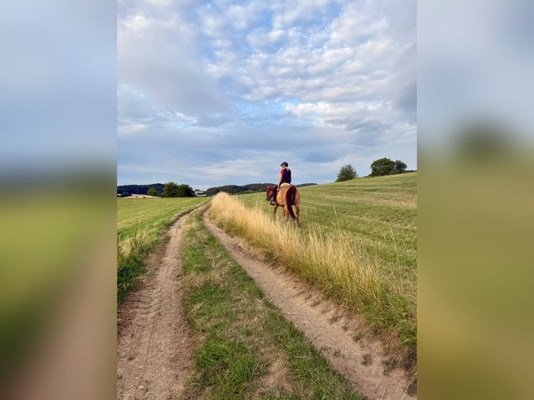 Quarter Pony Wallach 15 Jahre 147 cm Red Dun in Modautal