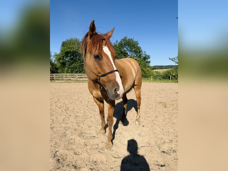 Quarter Pony Wallach 15 Jahre 147 cm Red Dun in Modautal