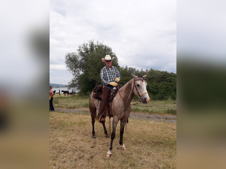Quarter Pony Wallach 15 Jahre 151 cm  in Kyffhäuserland